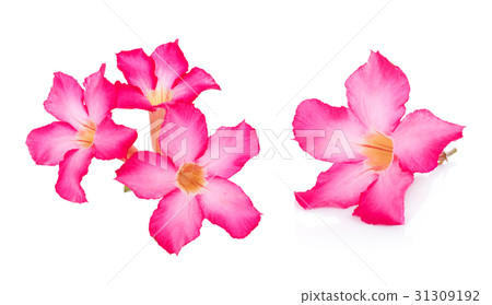 Pink Desert Rose Flower on white background 31309192