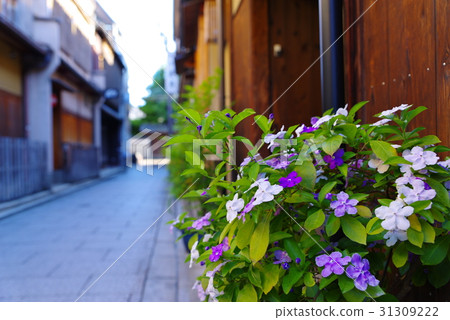 Kyoto Gion Japanese Style Flower Potted Plants - Stock Photo
