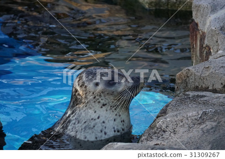 Goma seals Goma seals 31309267