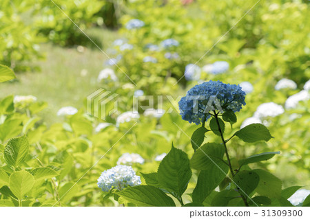 Fresh green green and hydrangea Fresh green green and hydrangea 31309300