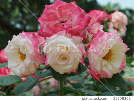 玫瑰物品名稱命運 31309361