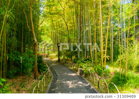 Shizuoka prefecture, Shuzenji, small bamboo grove - Stock Photo ...