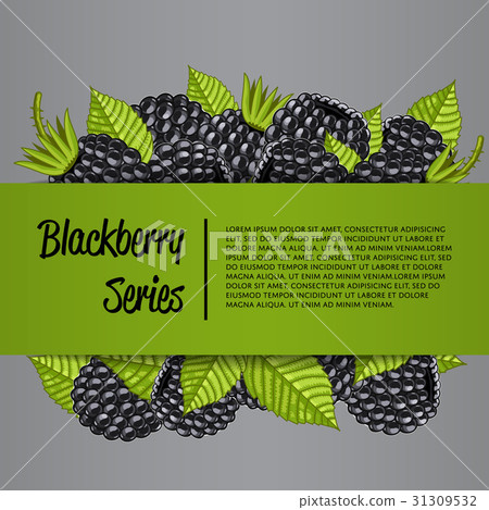 Blackberry series banner with juicy berry Blackberry series banner with juicy berry 31309532