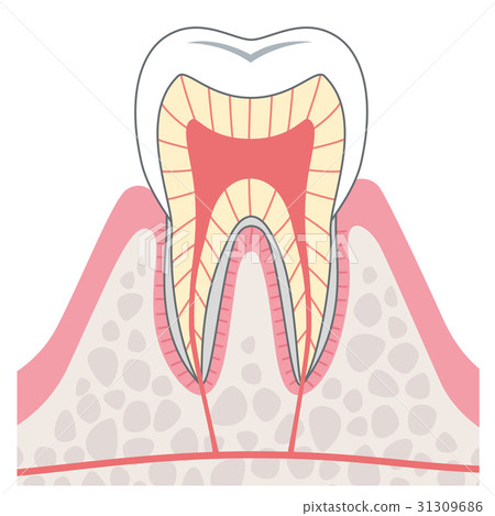 Structure cross section of teeth 31309686