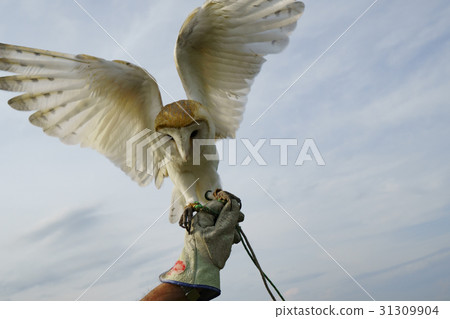 倉owl 31309904