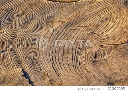 Tree trunk texture 31309905