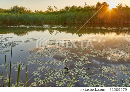 Water surface with plants Water surface with plants 31309979