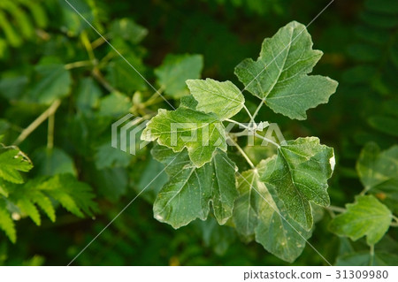 Green Leaves Background Green Leaves Background 31309980