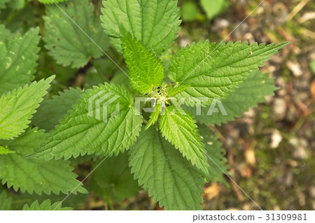 Nettle plant closeup Nettle plant closeup 31309981
