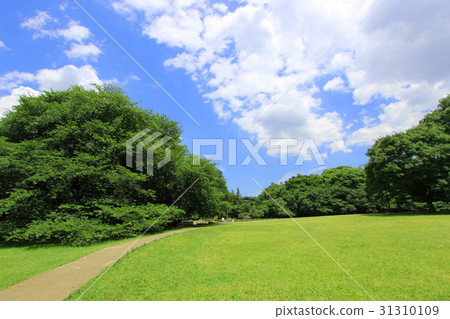 Kinutakoen新鮮的綠色 31310109