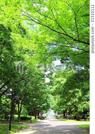 Fresh green of Kinutakoen 31310112