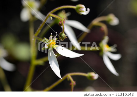 69815 Yukinoshita 69815 Yukinoshita 31310148