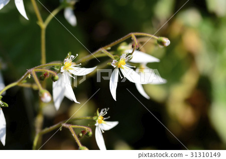 69816 Yukinoshita 69816 Yukinoshita 31310149