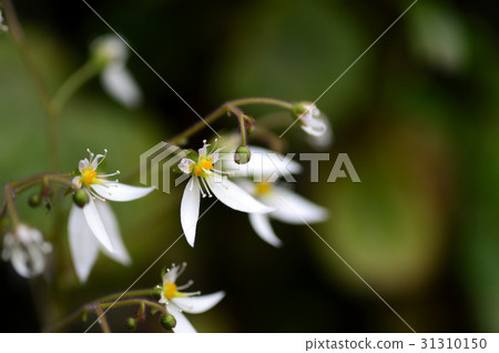 69817 Yukinoshita 31310150