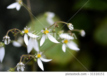 69818 Yukinoshita 31310151