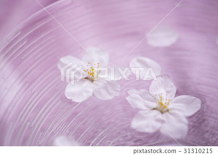 Cherry blossoms floating on the water 31310215