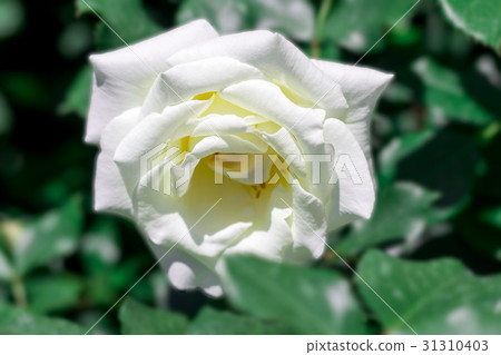 Beautiful white rose blooming Beautiful white rose blooming 31310403