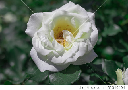 Beautiful  white rose  blooming 31310404