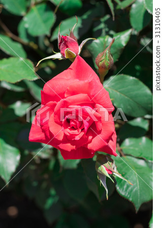 Beautiful red rose blooming Beautiful red rose blooming 31310405
