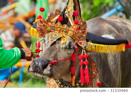 Traditional Balinese water buffalo races Makepung  31310460