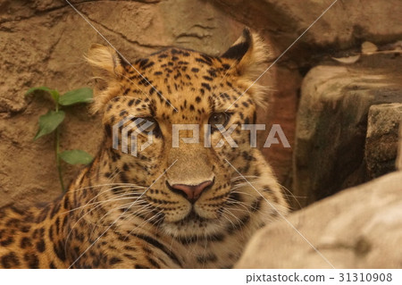 Amur leopard 31310908