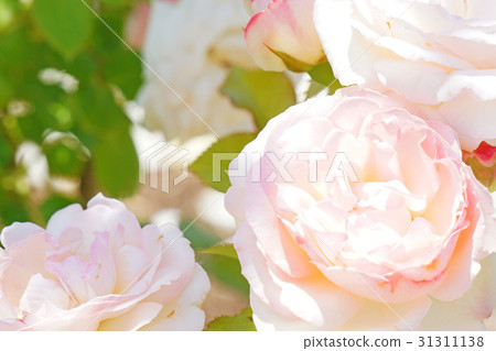 Rose Pierre de Ronzar 4 31311138