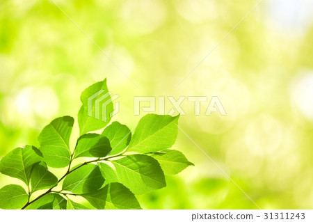 Fresh green (N) 31311243