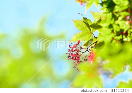 新鮮的綠色（N）藍色moji 31311264