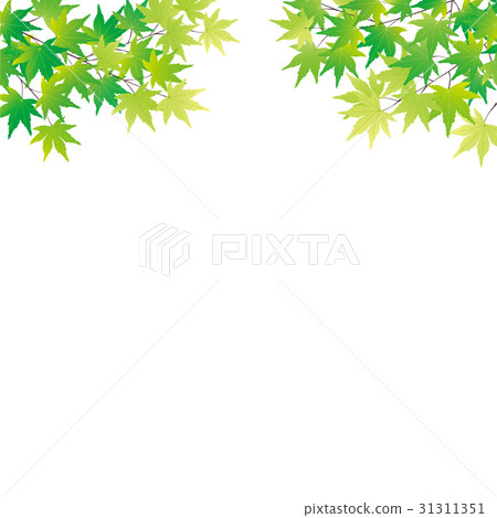 Blue maple illustration 31311351