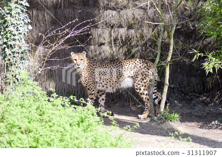Leopard with a straight look Leopard with a straight look 31311907