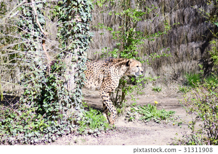 Leopard with a straight look Leopard with a straight look 31311908