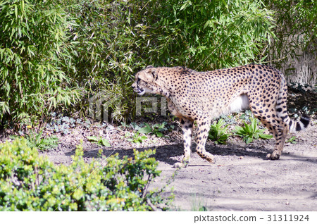 Leopard with a straight look Leopard with a straight look 31311924