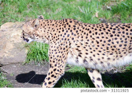 Leopard with a straight look Leopard with a straight look 31311925