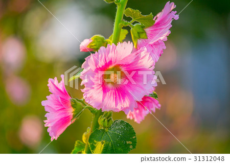 台灣台南學甲蜀葵花田Asia Taiwan flowers 台灣台南學甲蜀葵花田Asia Taiwan flowers 31312048