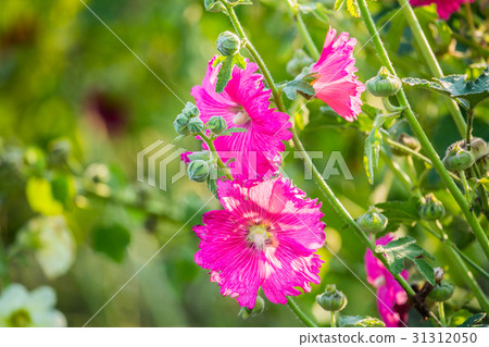 台灣台南學甲蜀葵花田Asia Taiwan flowers 台灣台南學甲蜀葵花田Asia Taiwan flowers 31312050
