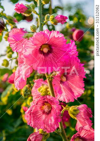 台灣台南學甲蜀葵花田Asia Taiwan flowers 台灣台南學甲蜀葵花田Asia Taiwan flowers 31312062