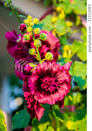 台灣台南學甲蜀葵花田Asia Taiwan flowers 31312063