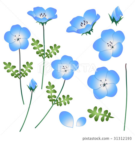 Nemophila Baby Blue Eyes Flower.  31312193