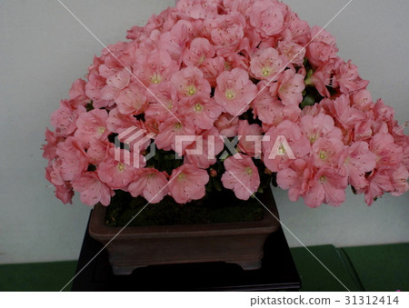 小月盆景花玫瑰色 小月盆景花玫瑰色 31312414