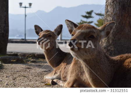 Deer and a deer Deer and a deer 31312551