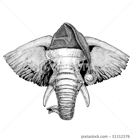 African or indian Elephant wearing christmas hat African or indian Elephant wearing christmas hat 31312576