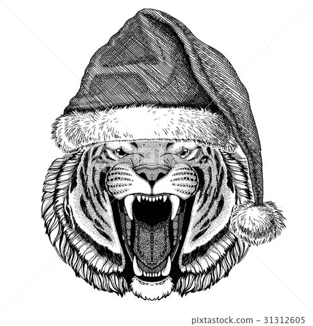 Wild tiger wearing christmas hat New year eve Wild tiger wearing christmas hat New year eve 31312605