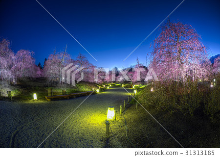 suzuka no mori teien plum blossom light up suzuka no mori teien plum blossom light up 31313185
