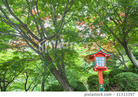 寺廟燈籠和新鮮的綠色楓樹 31313397