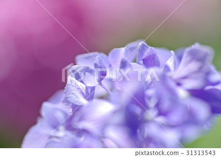 Soft image of hydrangea flower pink background on flower colored flower Soft image of hydrangea flower pink background on flower colored flower 31313543