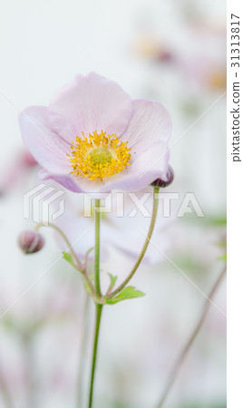 Pale pink flower Japanese anemone, close-up Pale pink flower Japanese anemone, close-up 31313817