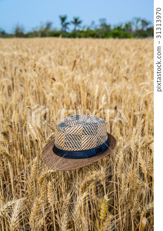 台灣台南學甲麥田Asia Taiwan Tainan wheat field 31313970