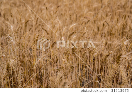 台灣台南學甲麥田Asia Taiwan Tainan wheat field 台灣台南學甲麥田Asia Taiwan Tainan wheat field 31313975