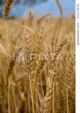 台灣台南學甲麥田Asia Taiwan Tainan wheat field 台灣台南學甲麥田Asia Taiwan Tainan wheat field 31313976
