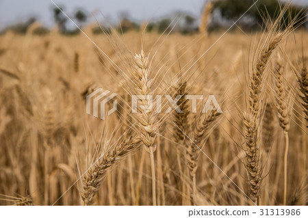 Taiwan Taiwan Tainan Learning Field Asia Taiwan Tainan wheat field Taiwan Taiwan Tainan Learning Field Asia Taiwan Tainan wheat field 31313986